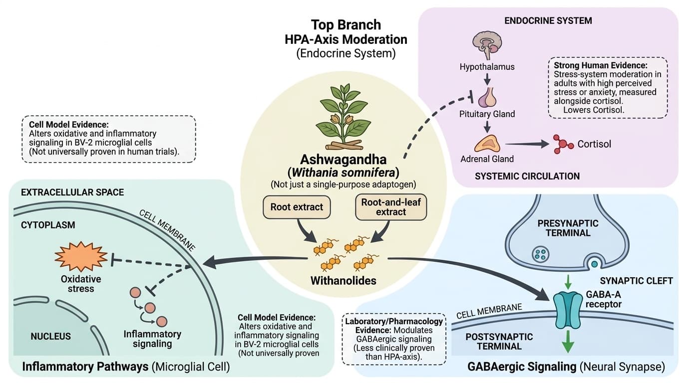 Ashwagandha Is Not Just an Adaptogen: What Its Molecules Actually Do