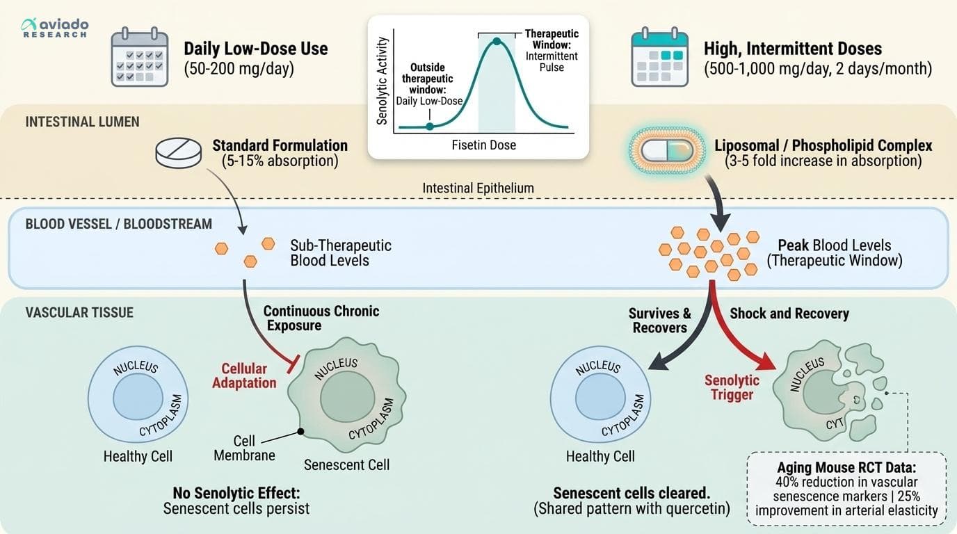 Fisetin's Dose-Response Paradox: Why the Amount You Take May Determine Whether It Helps or Hurts
