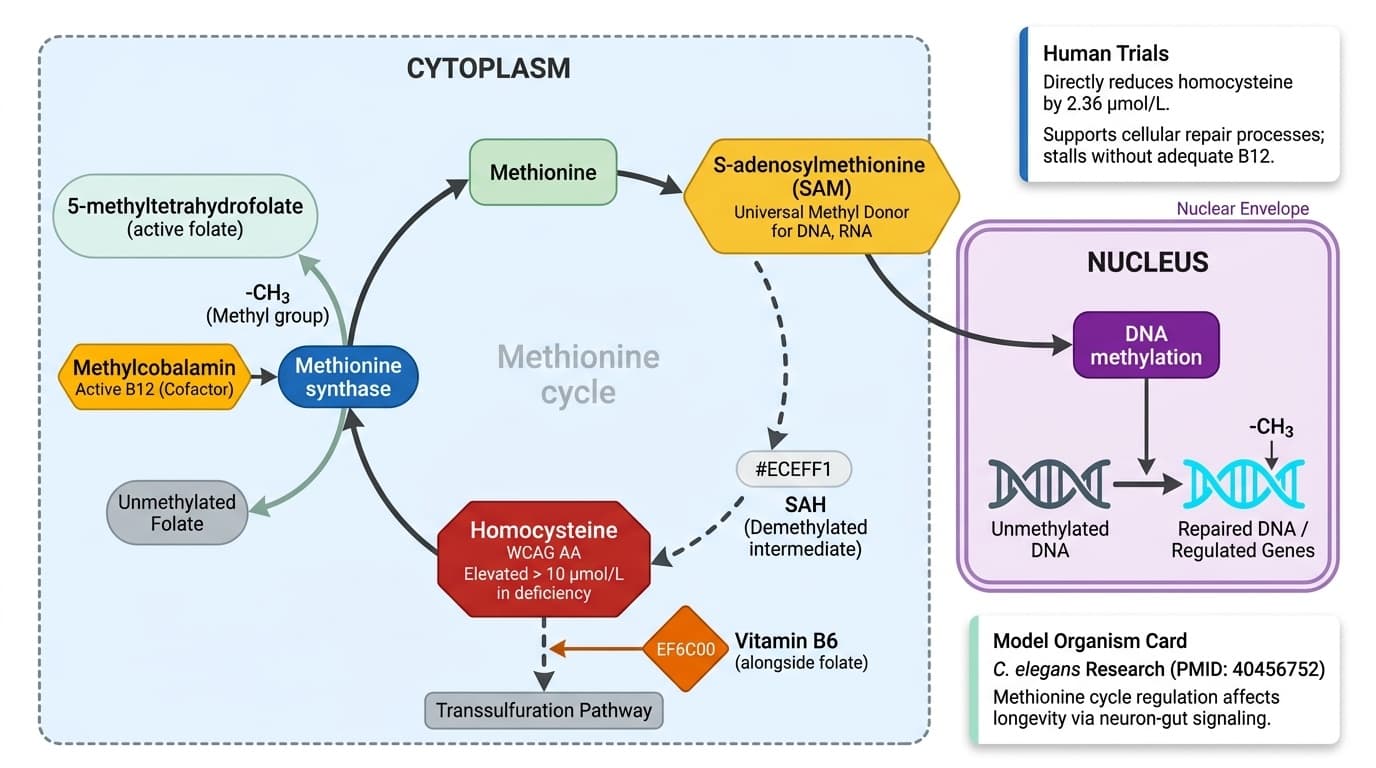 How B12's Methylcobalamin Repairs DNA via the Methionine Cycle