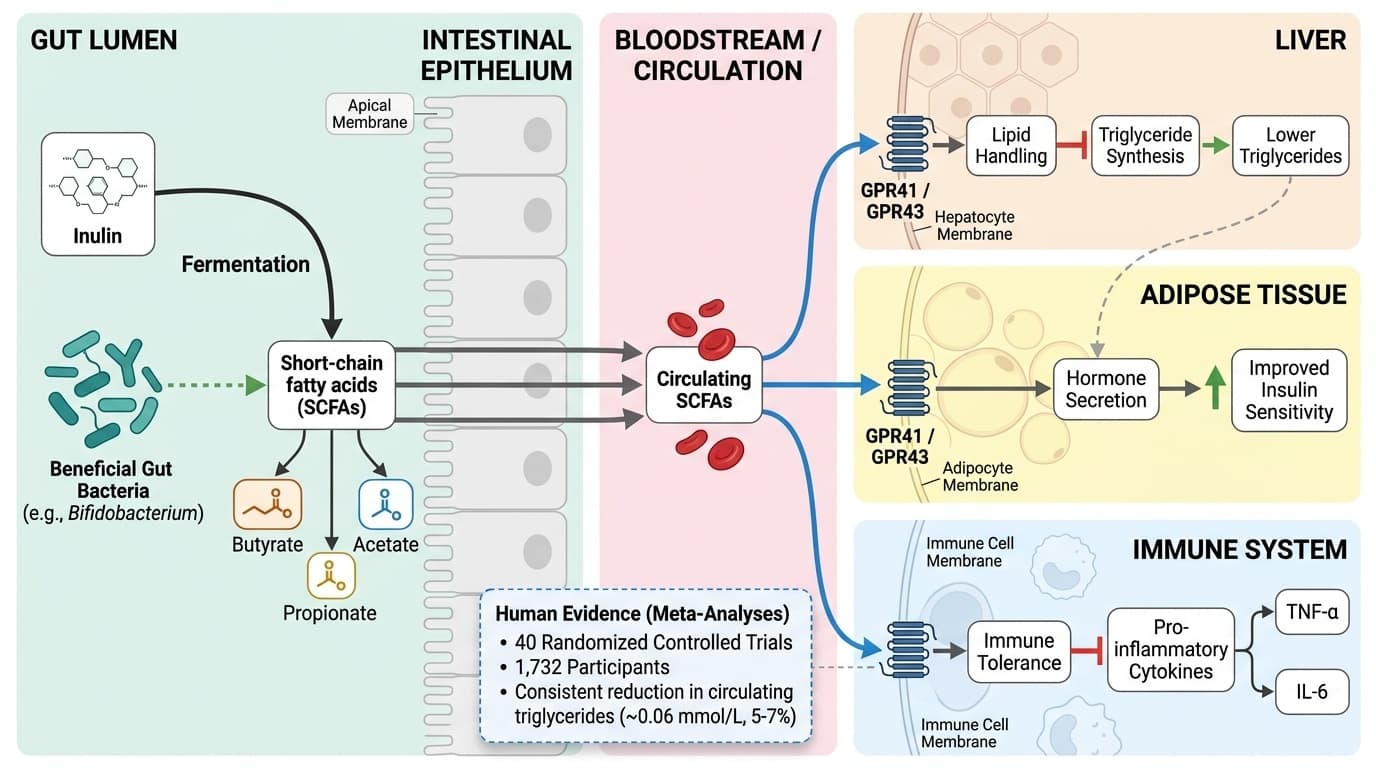 How Inulin's Gut-Derived SCFAs Drive Metabolic & Inflammatory Changes
