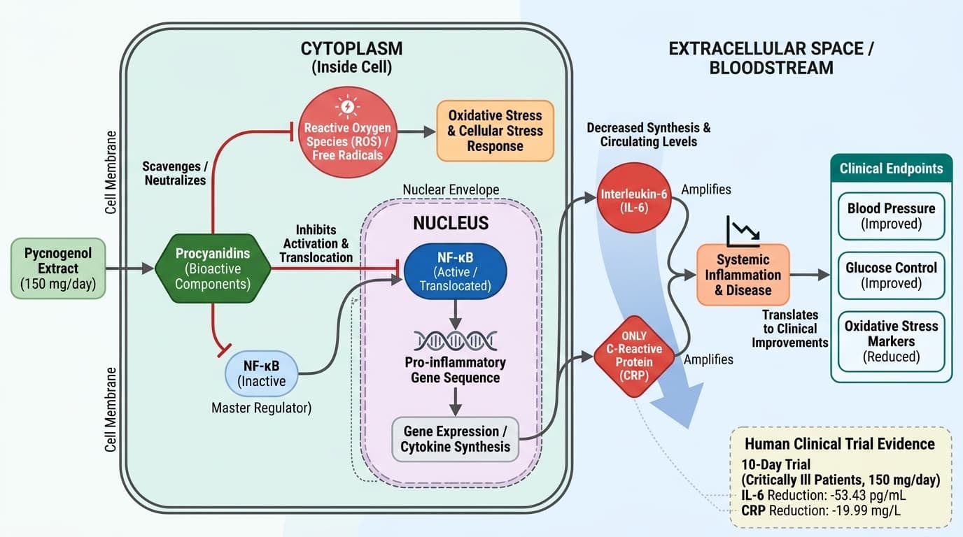 How Pycnogenol's Procyanidin Compounds Target Inflammatory Pathways