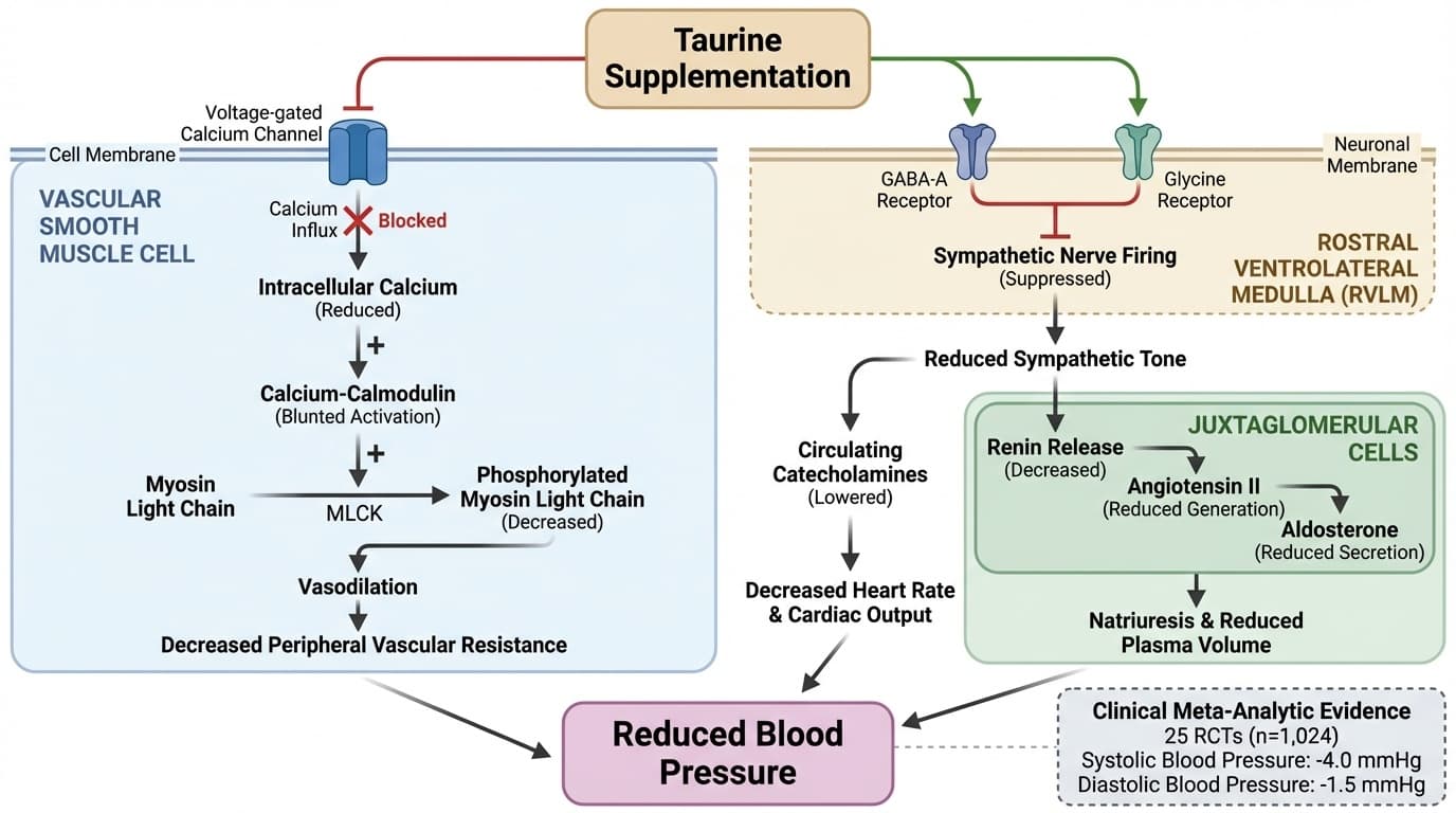 Taurine's Blood Pressure Effect Is Real — But Only Half the Story Your Bloodwork Will Tell