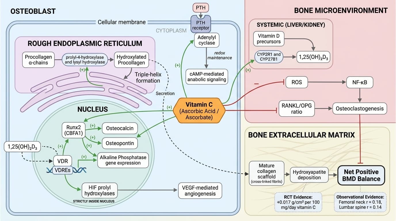 Why Your Vitamin C Levels Predict Bone Loss Better Than Your Age
